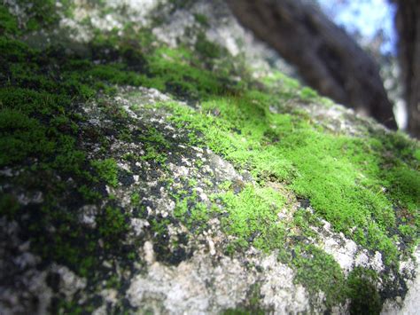 Green Moss On Rock Free Stock Photo - Public Domain Pictures