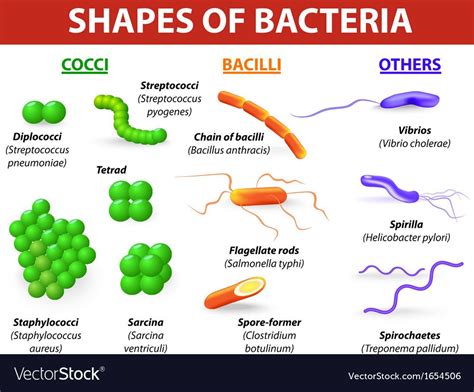 Common bacteria infecting human Bacteria are classified into 5 groups ...