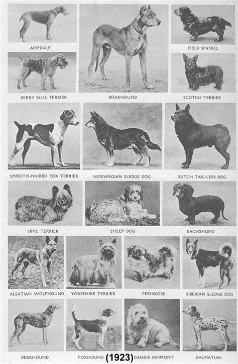 Discover Extinct Dog Breeds! AZ Animals | atelier-yuwa.ciao.jp