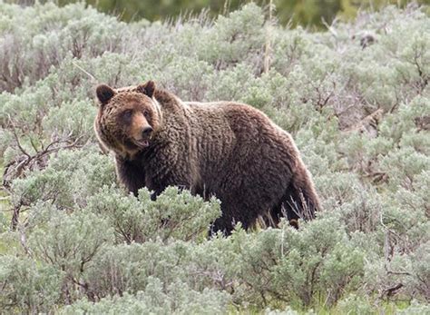 Yellowstone Kills Aggressive Grizzly Bear