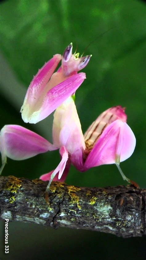 Orchid Mantis | Orchid mantis, Orchids, Beautiful bugs