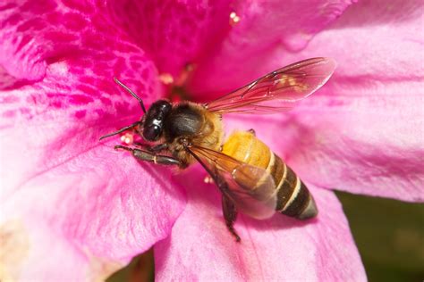 Apis dorsata | Apis dorsata worker (Hym. Apidae), the giant … | Flickr