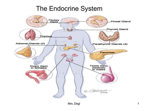 Human Endocrine System