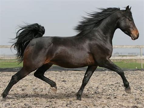 Morgan Horse Breed - Profile | Characteristics | Care | Facts - Mammal Age