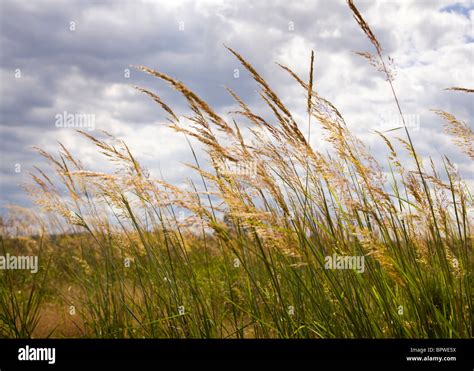 Wild grass field in late summer Stock Photo - Alamy