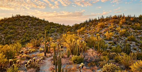 Things to Do in Ajo, Arizona | Via