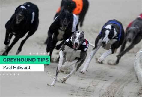 Friday Greyhound Racing Tips | Oddschecker