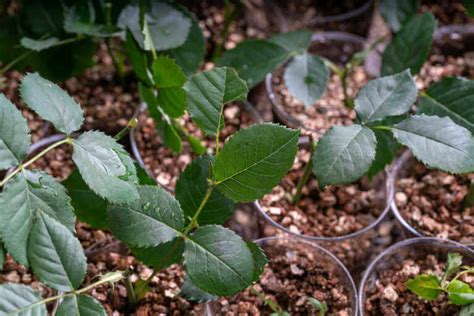 What is Vermiculite Gardening? | Kellogg Garden Organics™