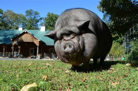 Dieting an Obese Pet Pig - Ross Mill Farm