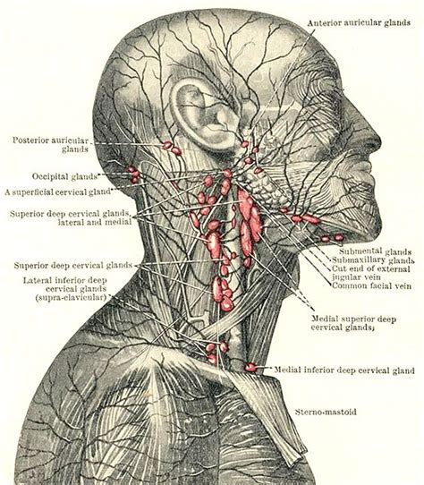 Pin on Body Parts - Internal