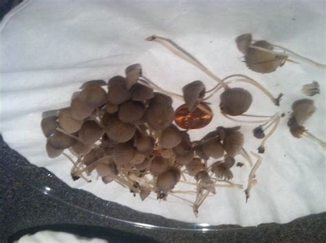 Psilocybe Silvatica? Potential find in Michigan - Mushroom Hunting and ...