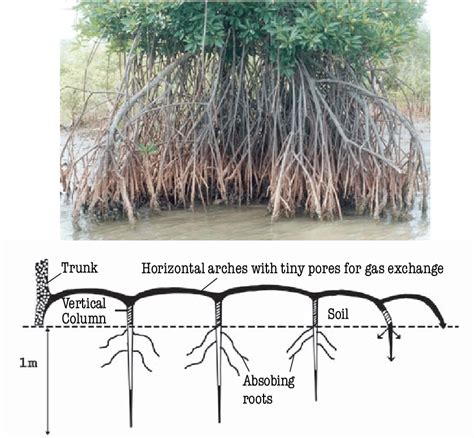 a. Stilt roots of Rhizophora | Download Scientific Diagram