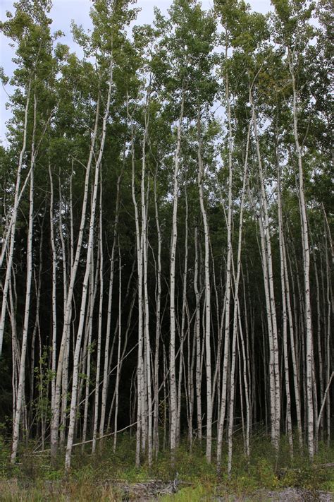 White Poplar Tree Trembling Aspen Free Stock Photo - Public Domain Pictures