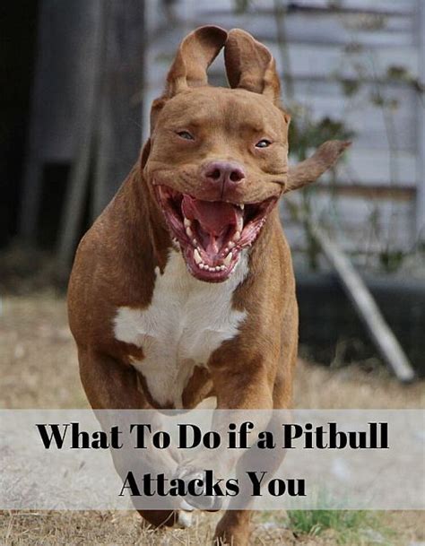 What To Do If A Pitbull Attacks You