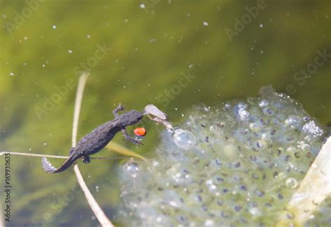 tadpole - eggs - Buy this stock photo and explore similar images at Adobe Stock | Adobe Stock