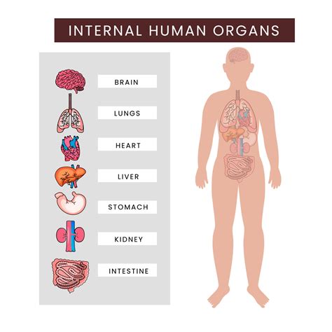 Human Body Internal Organs Infographics Against White Background. 23314263 Vector Art at Vecteezy