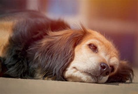 Signs of Epilepsy in Dogs | PetMD