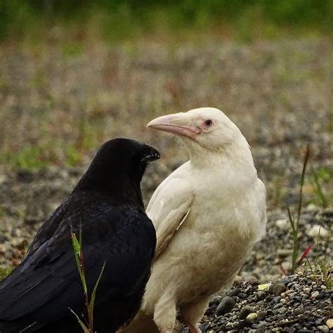 White Ravens Birds