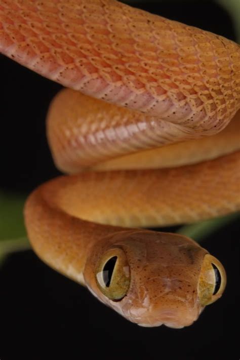 Boiga Nigriceps | Snake lovers, Reptiles and amphibians, Animals