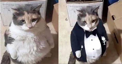 Cat In Business Suit Meme