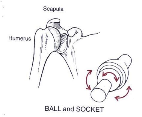 Pictures Of Ball And Socket Joint