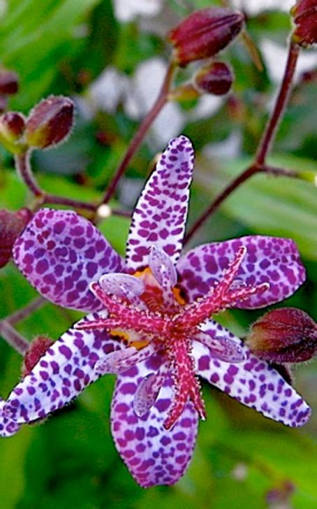 Toad Lily Plant Grows Best In Full Shade All Day