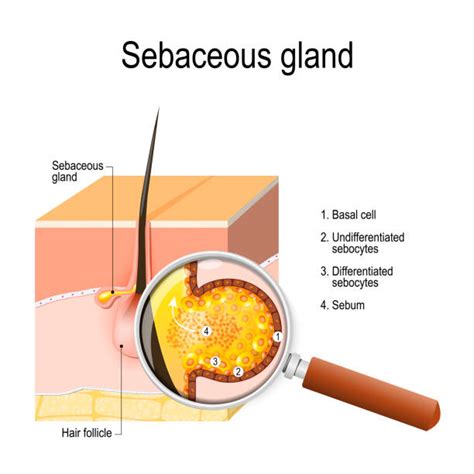 950+ Sebaceous Gland Stock Illustrations, Royalty-Free Vector Graphics & Clip Art - iStock