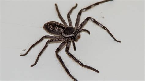 The Huntsman Spider… - Sydney's Best Pest Control