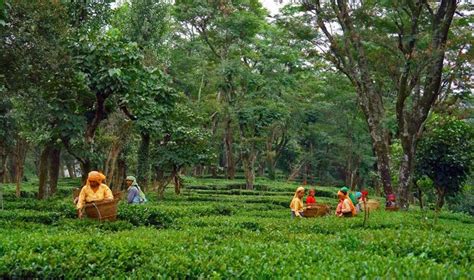 Tea Gardens Palampur – Ketav's Ayush Panchkarma India