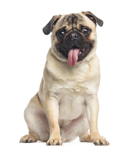 PUG EAR PROBLEMS: TIPS AND TREATMENTS — WEIRD WORLD