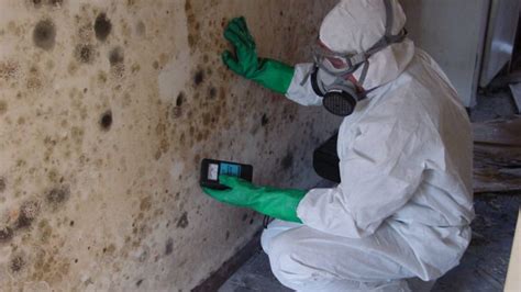 Why You Need Mold Remediation Services