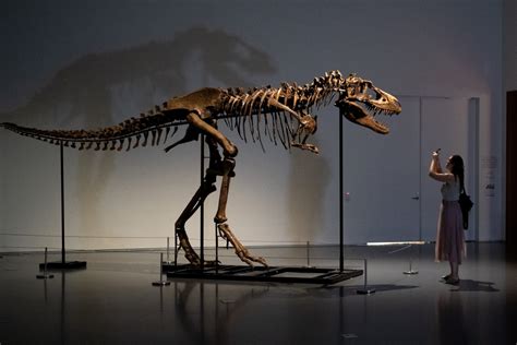 Gorgosaurus dinosaur skeleton sells for $6M at auction - National | Globalnews.ca