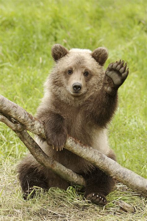 Grizzly Cub Waving Hello! Very Cute!!! | This is an orphaned… | Flickr