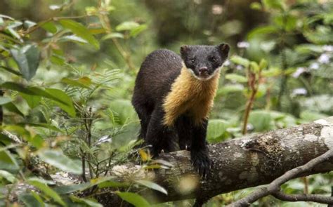 Nilgiri Marten Facts: Animal, Profile, Traits, Baby, Cute, More - Mammal Age