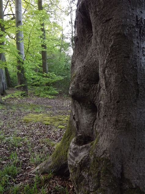 tree face Weird Trees, Spooky Trees, Nature Landscape, Fantasy Landscape, Amazing Nature ...