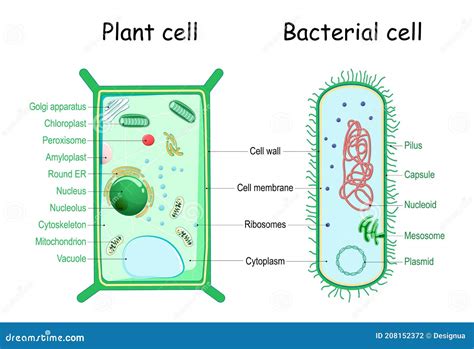 Bacteria And Plant Cell. Comparison Of Cell Structure Vector Illustration | CartoonDealer.com ...