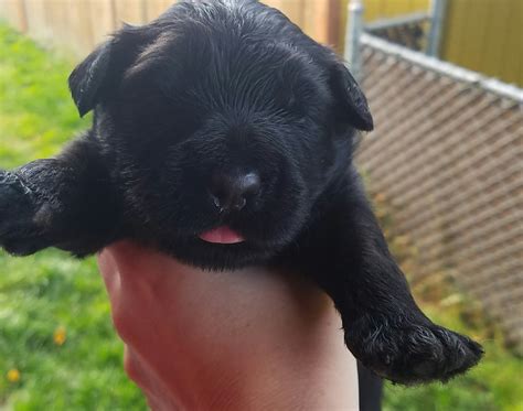 Black Russian Terrier Puppies for Sale - AKC Breeder