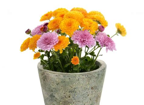 Are Belgian Mums Annual Or Perennial? (Let’s Find Out!) | Plants Heaven