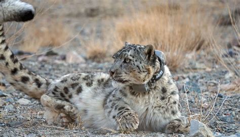 The Complete Gobi Diaries - Snow Leopard Trust