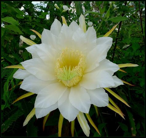 'Dragon Fruit Flower...'...(Pitaya)... Kalasin, Thailand | Flickr ...