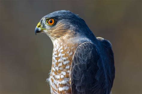 Hawks In Alaska: 6 Species To See While Exploring The Wilderness