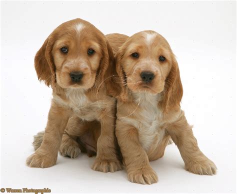 Cute Puppy Dogs: cocker spaniel puppies