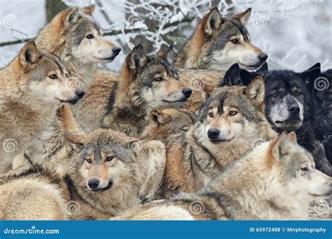 A Pack of wolves stock photo. Image of frost, wolf, canis - 65972488