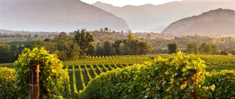 Franciacorta Wine Tour | Private Lakeside Vineyard Experiences