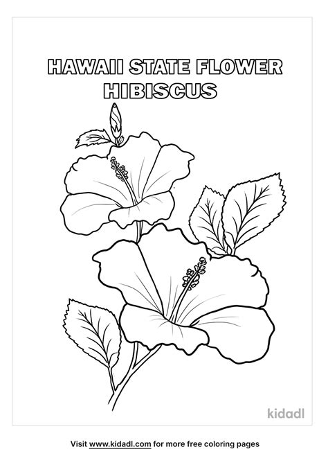 Hawaiian State Flower Drawing | Best Flower Site