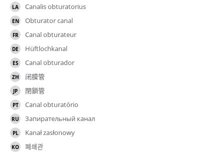 Obturator canal - vet-Anatomy - IMAIOS