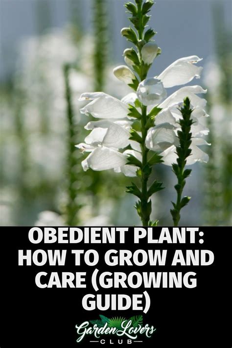 Obedient Plant: How to Grow and Care (Growing Guide) - Garden Lovers ...