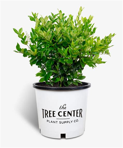 Waxleaf Privet Shrubs For Sale Online | The Tree Center