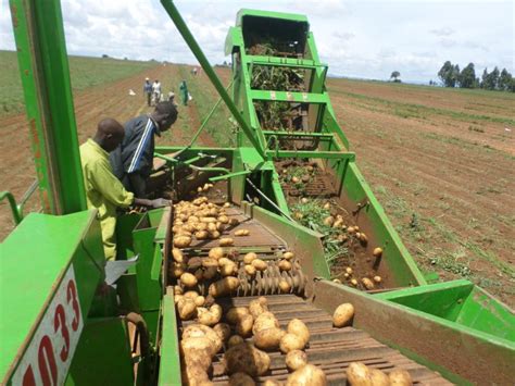 Farmers to get potato harvesters