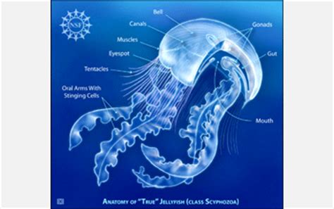 Multimedia Gallery - Jellyfish Anatomy | NSF - National Science Foundation